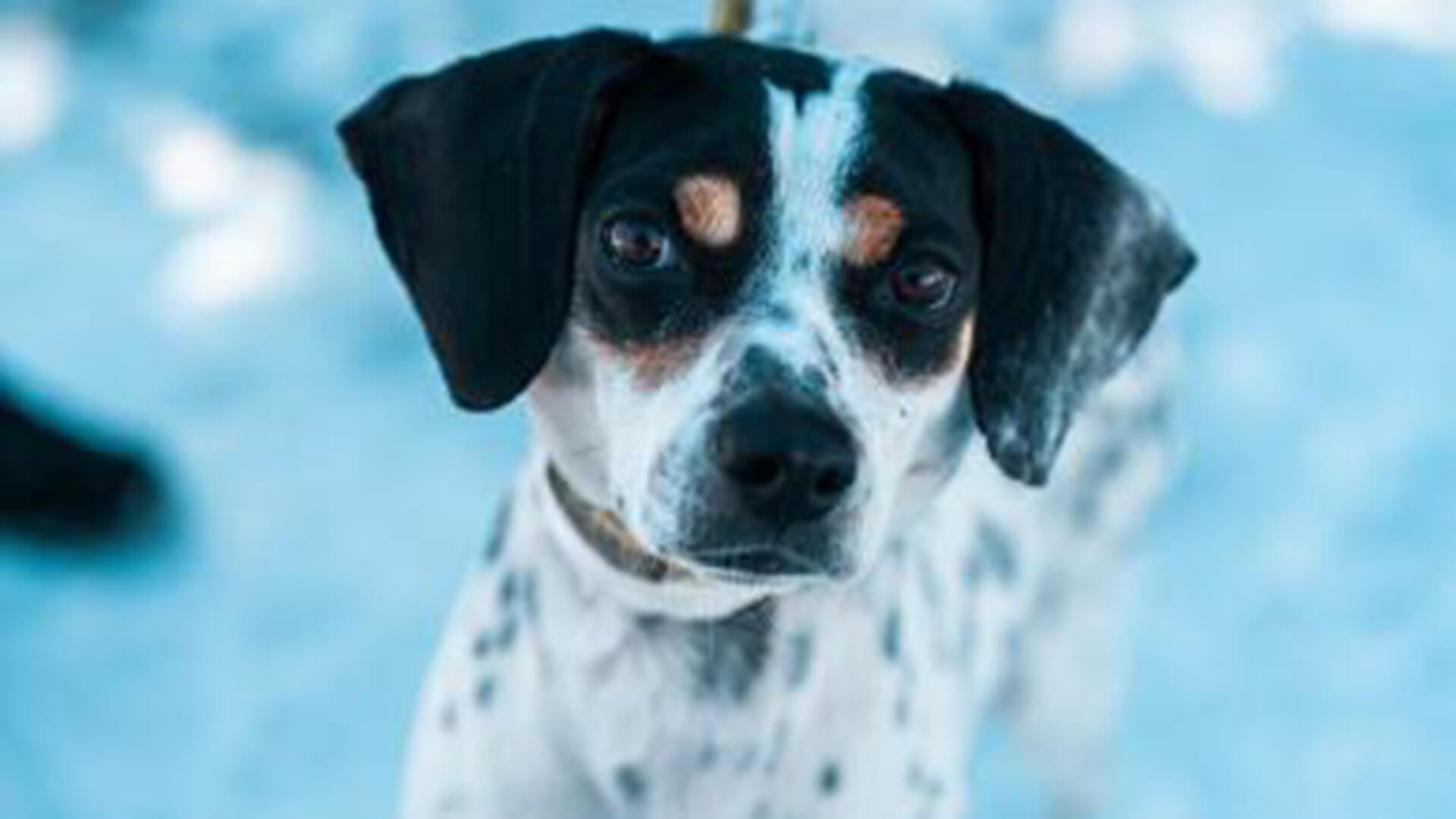 hi tor animal shelter fundraiser halloween event