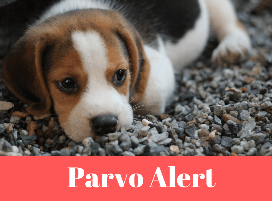 Petsmart parvo hot sale