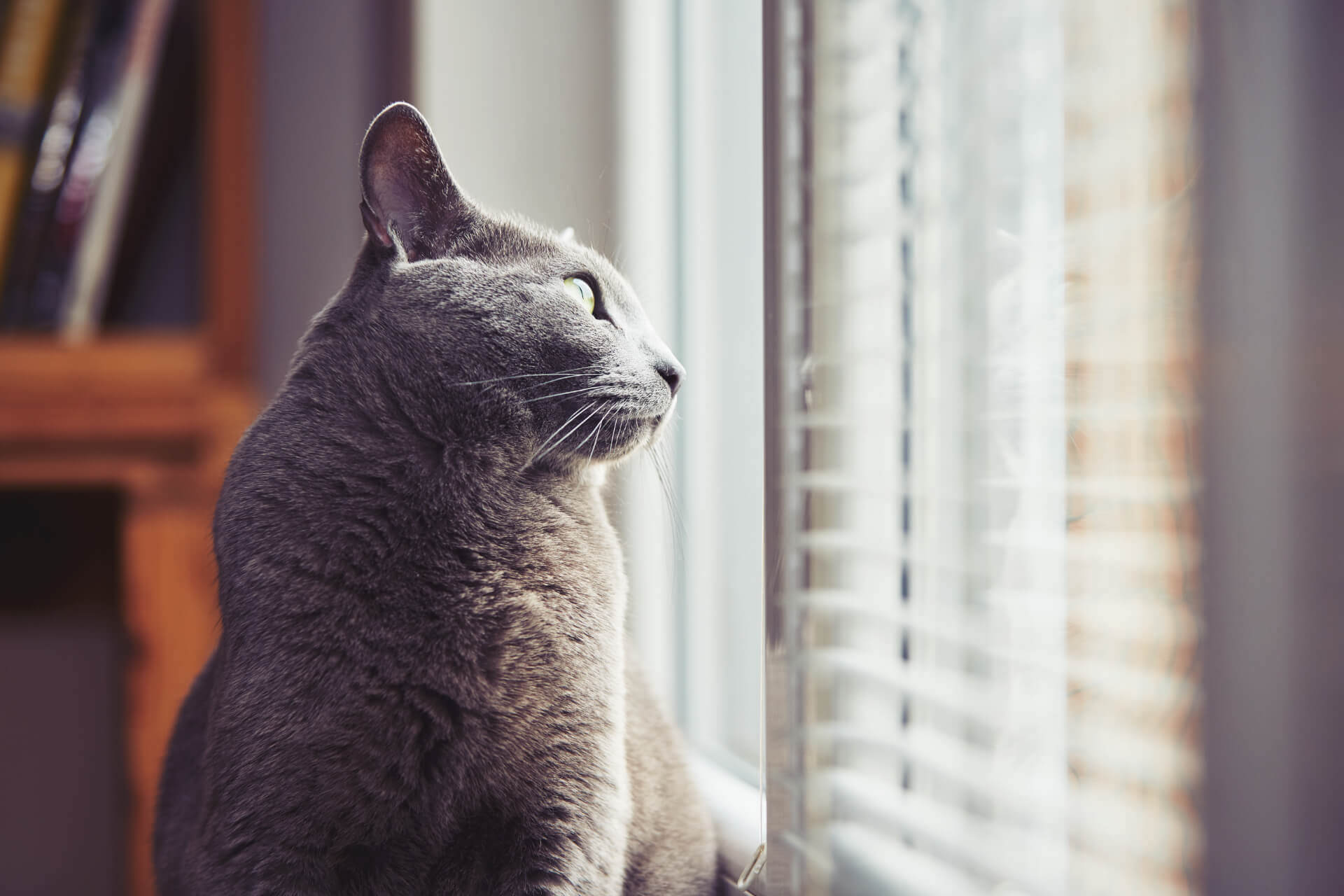 russian-blue-cat-PRXVGXZ