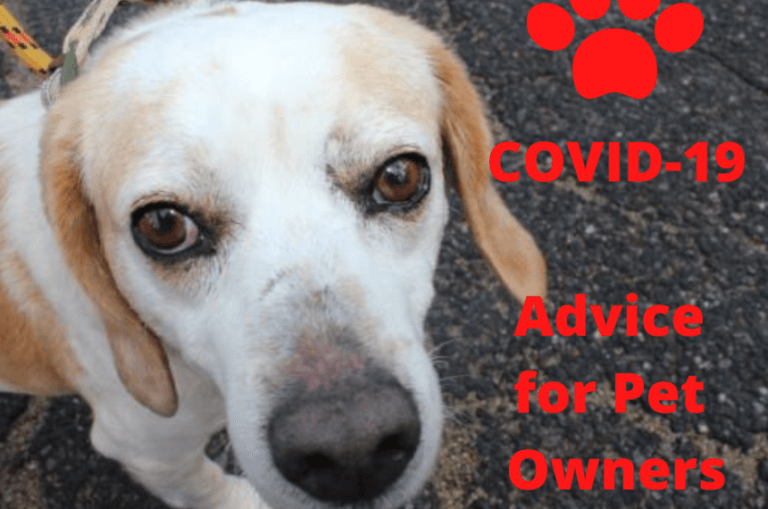 COVID19 Advice for Pet Owners Second Chance Animals