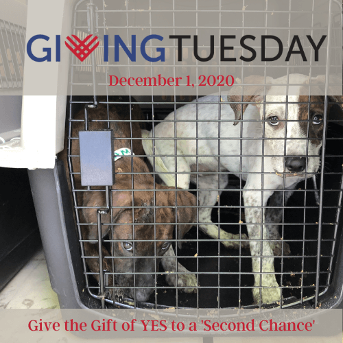 Second Chance Rescue Near Me 2025