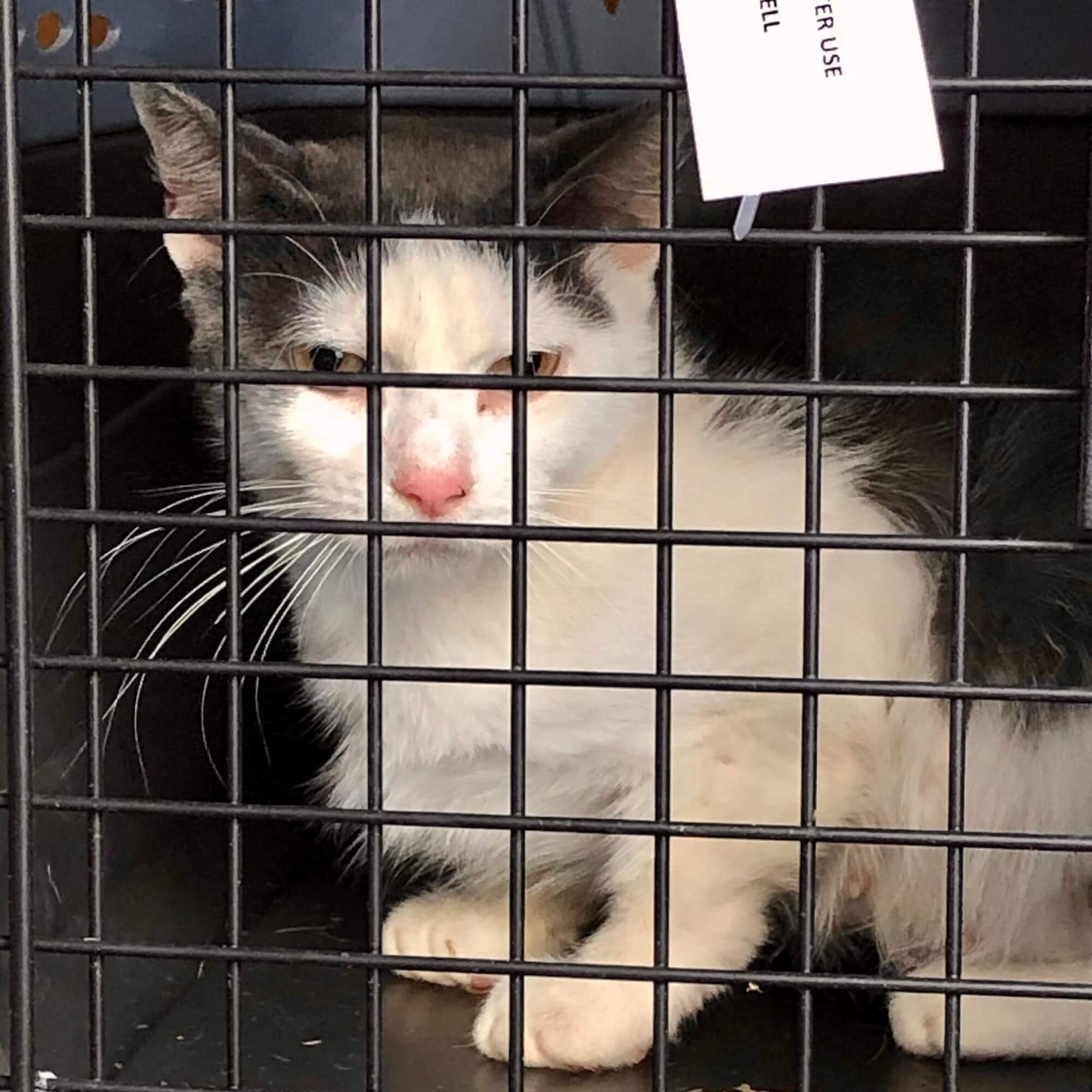 Second chance sales animal shelter cats