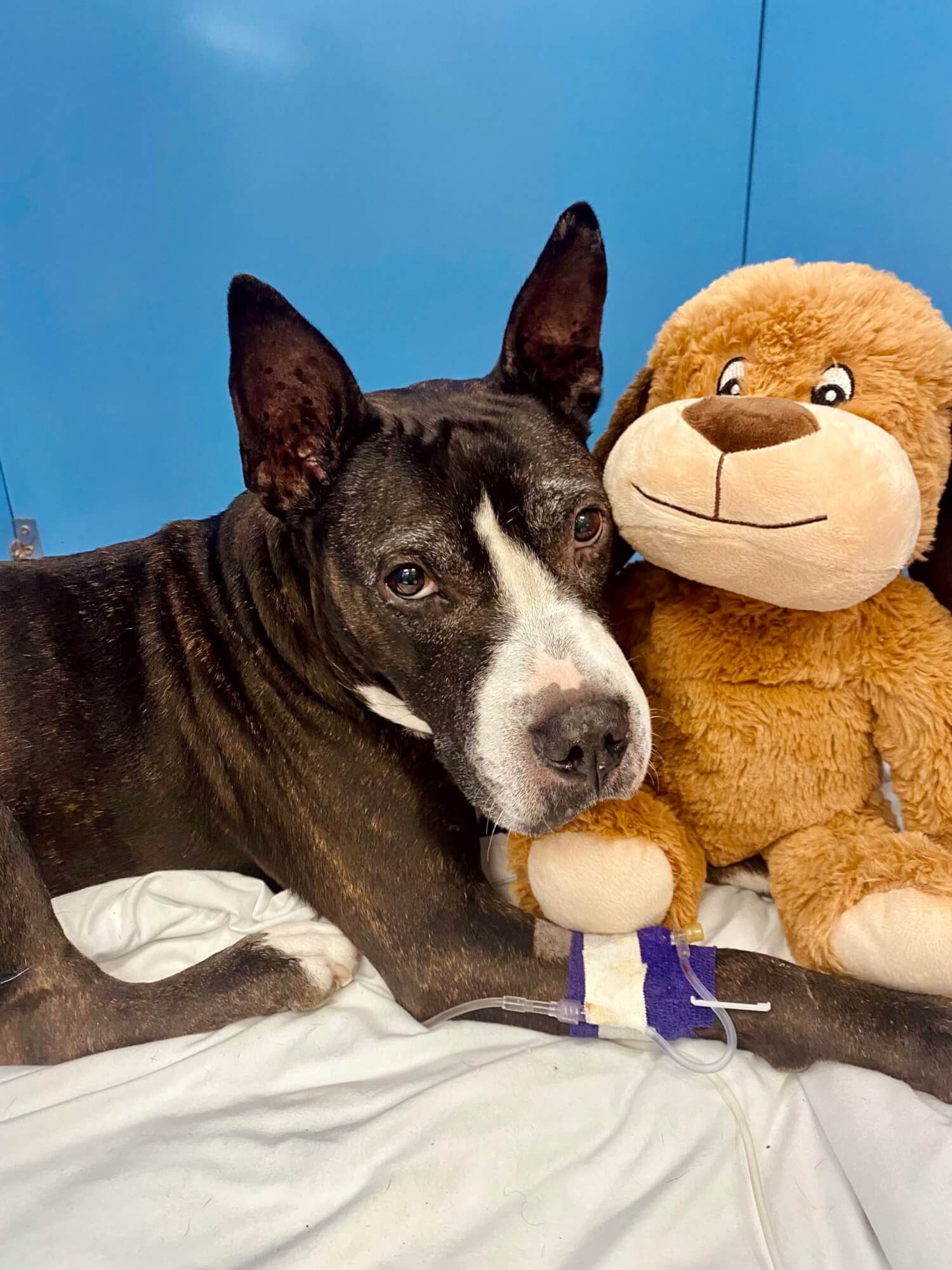 Roxy, recent Second Chance North Brookfield Community Veterinary Hospital patient in recovery after surgery.