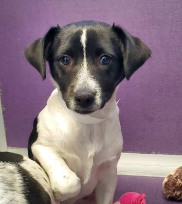 Second chance dogs for adoption clearance