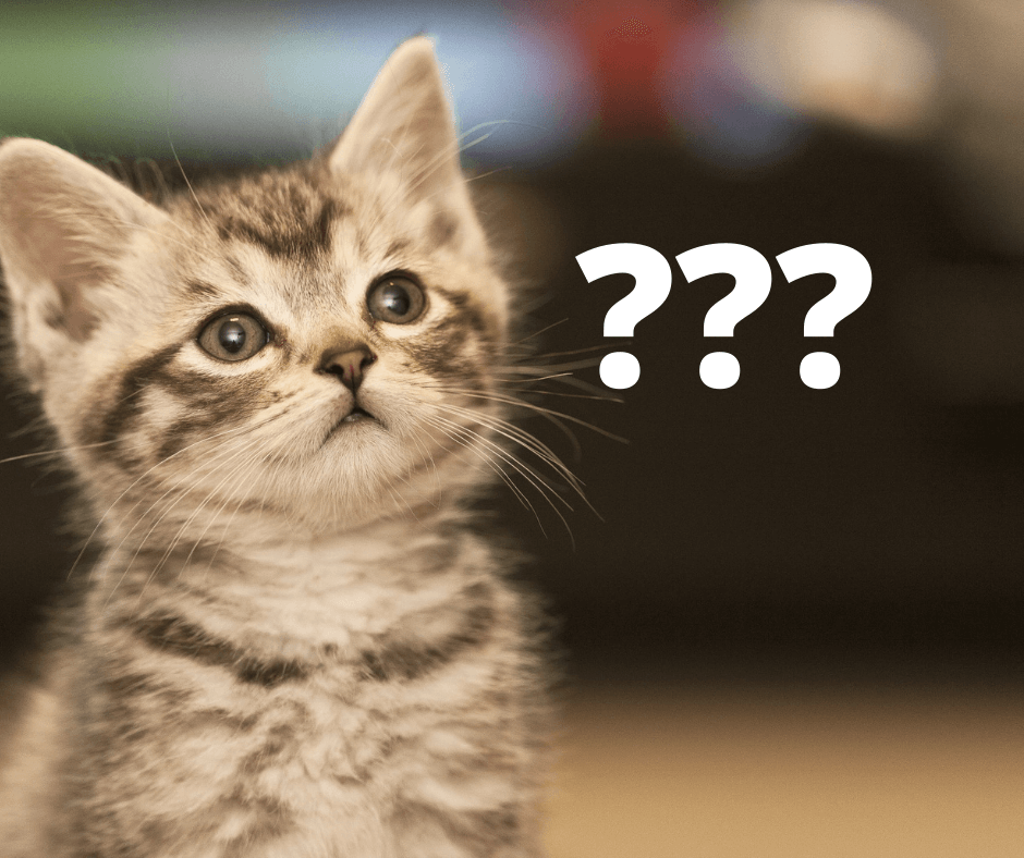 Can My Pet Give Me Covid? Second Chance Animals