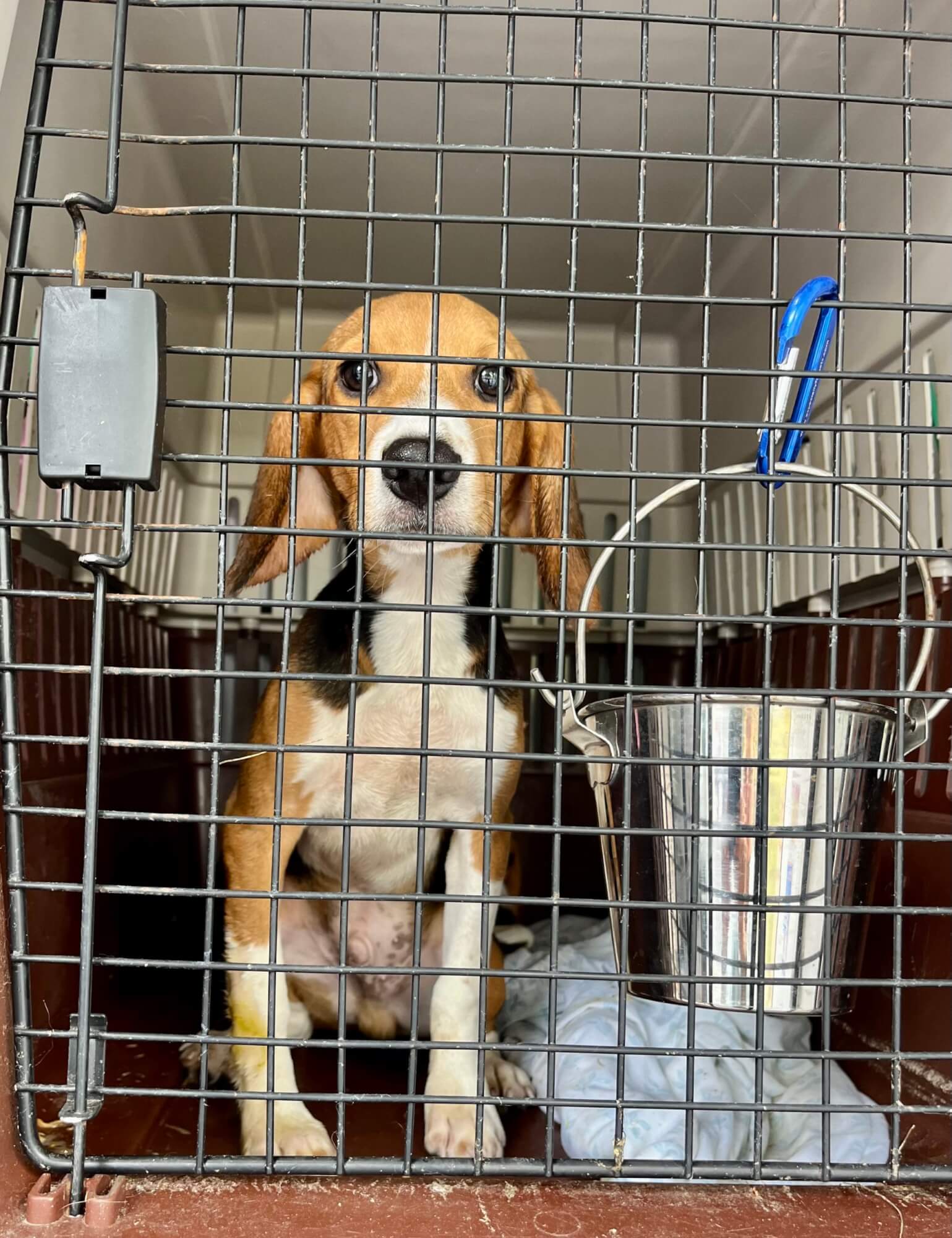 Beagle en route to Second Chance