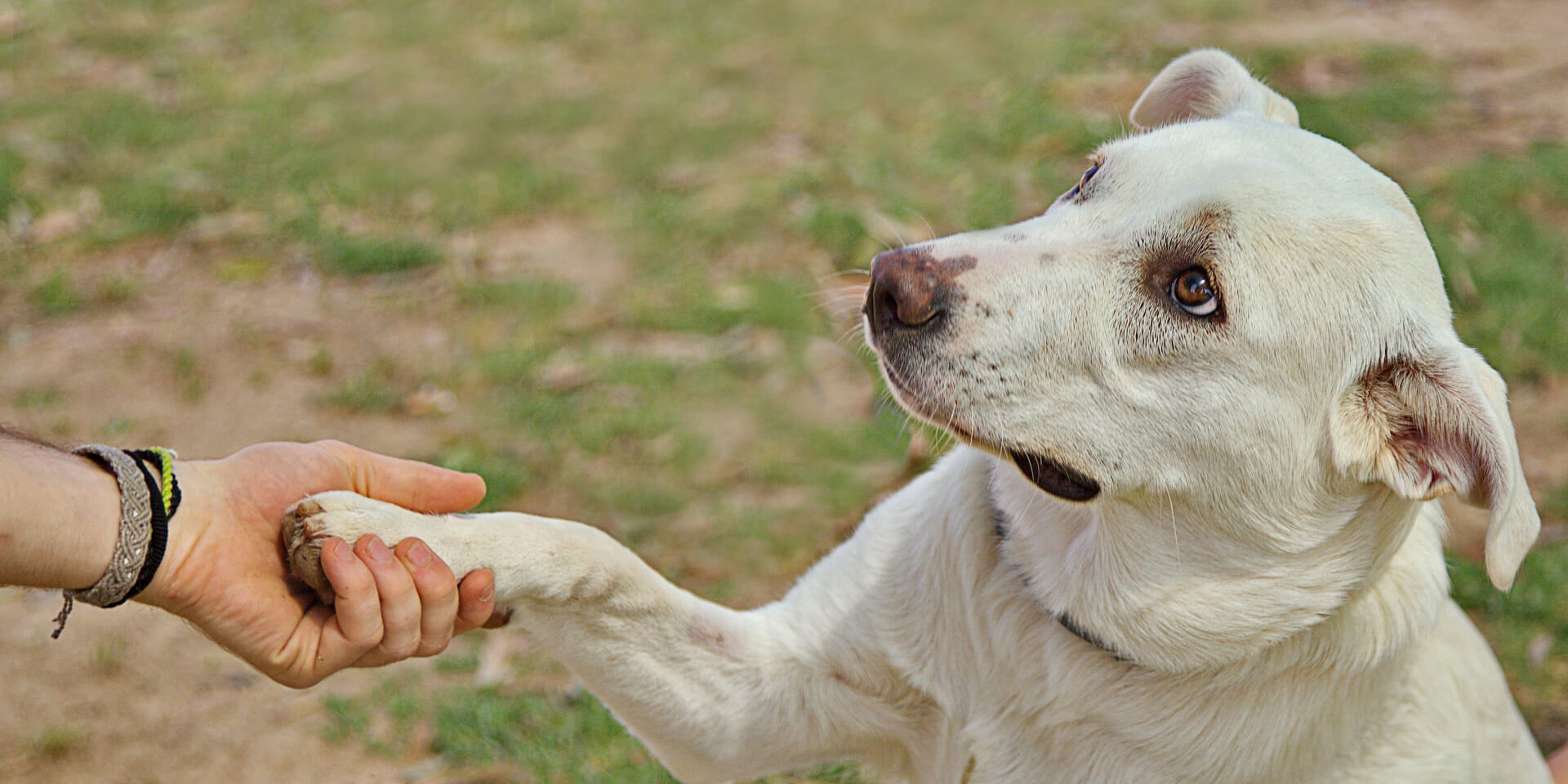 Pawsitive Solutions: How Tribal Loans Can Help You Give Your Furry Friend the Care They Need