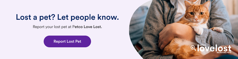 Banner-Lost-970×242