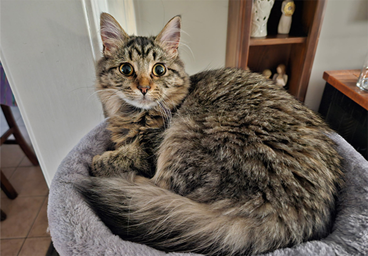 foster-cat