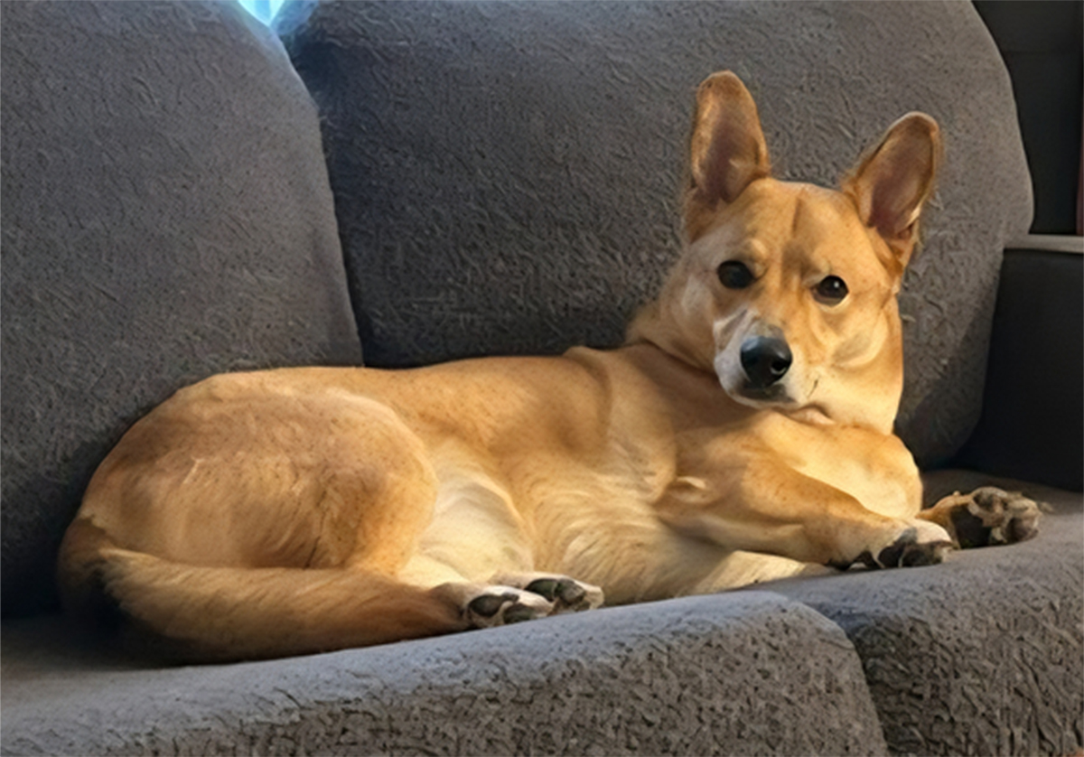 foster-dog