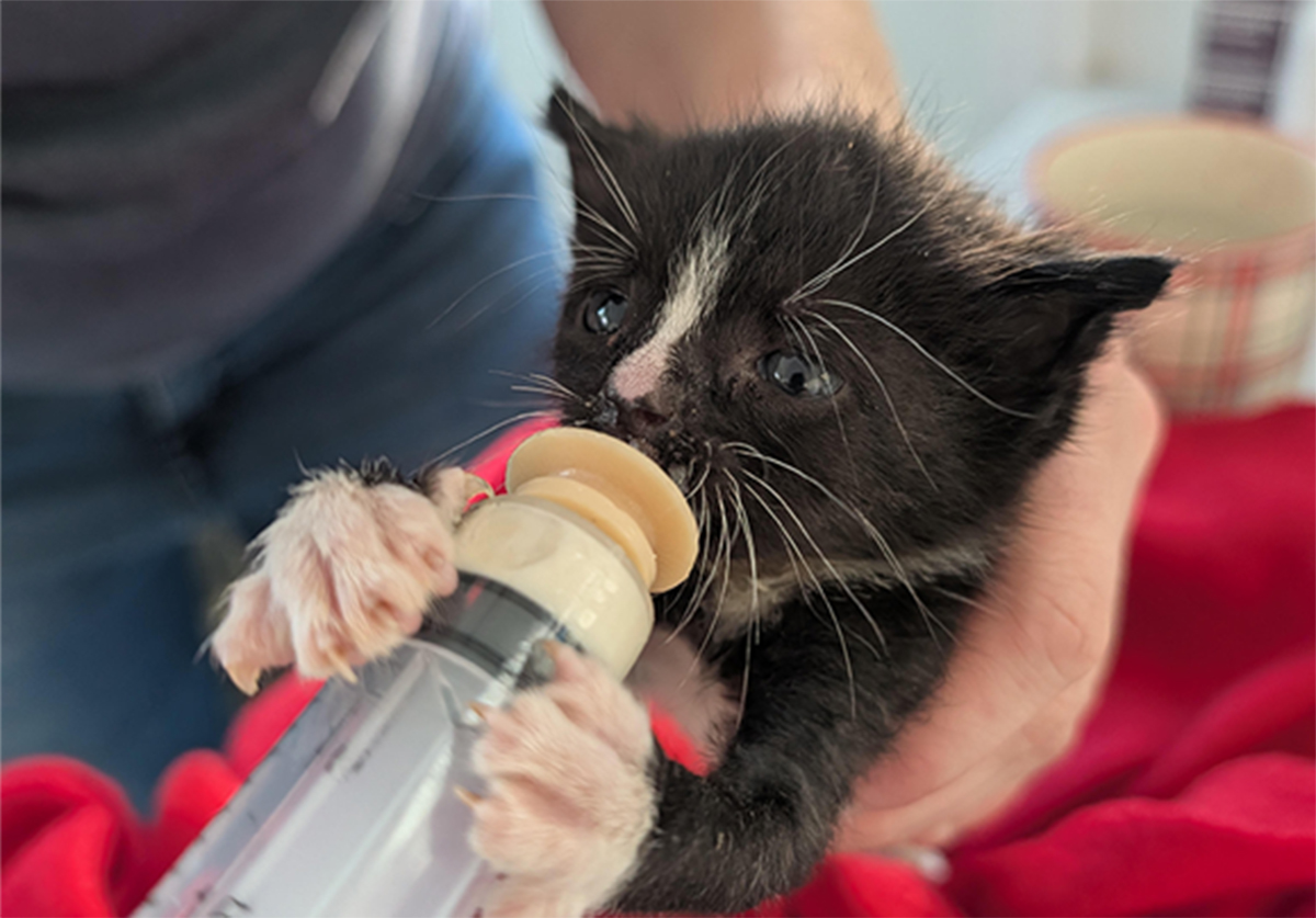 foster-kitten